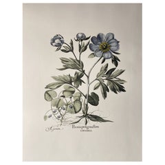 Italienische Contemporary HandPainted Botanical Blue Print "Peonia Peregrina" 8 von 10