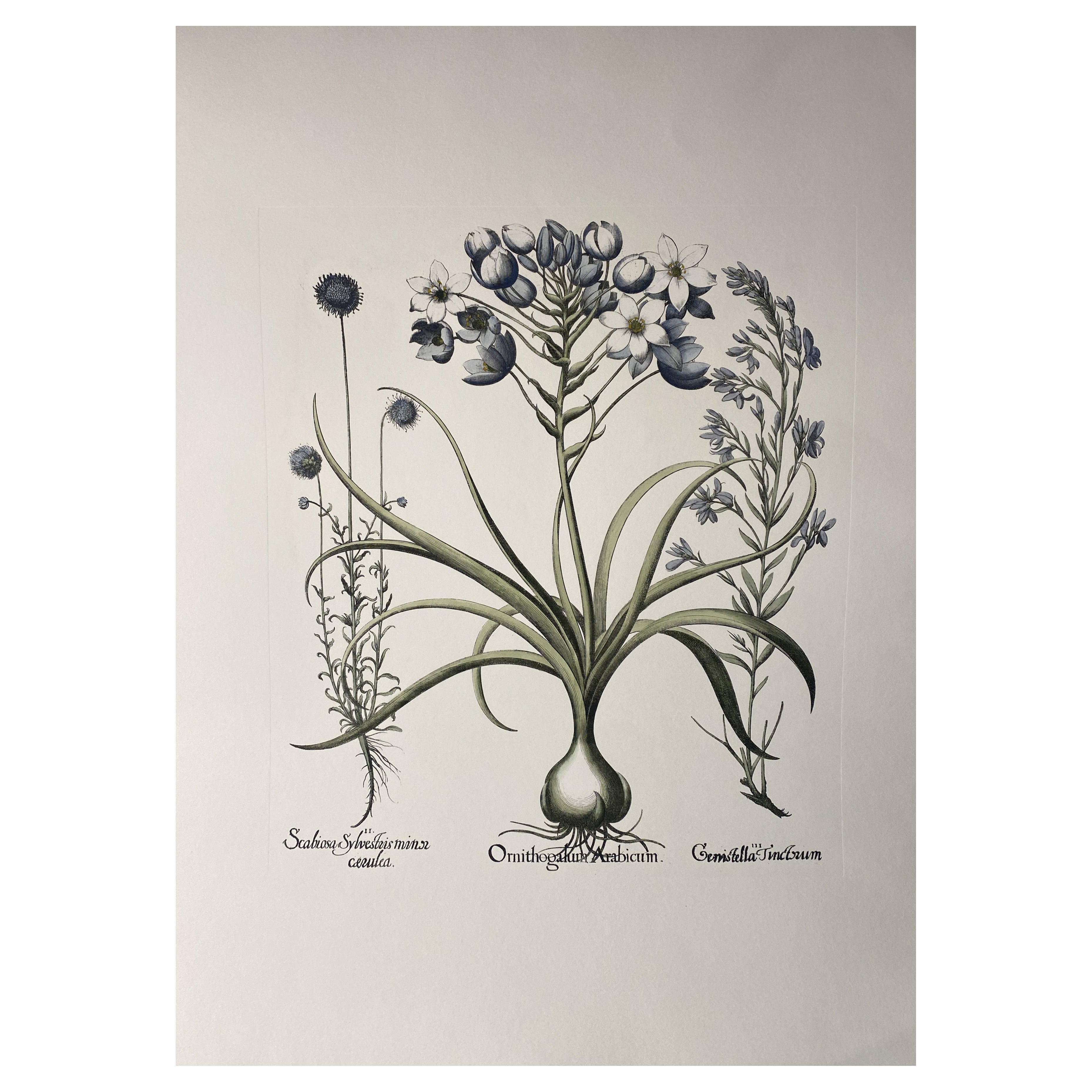 Italian Contemporary HandPainted Botanical Blue Print "Ornithogalum" 9 of 10