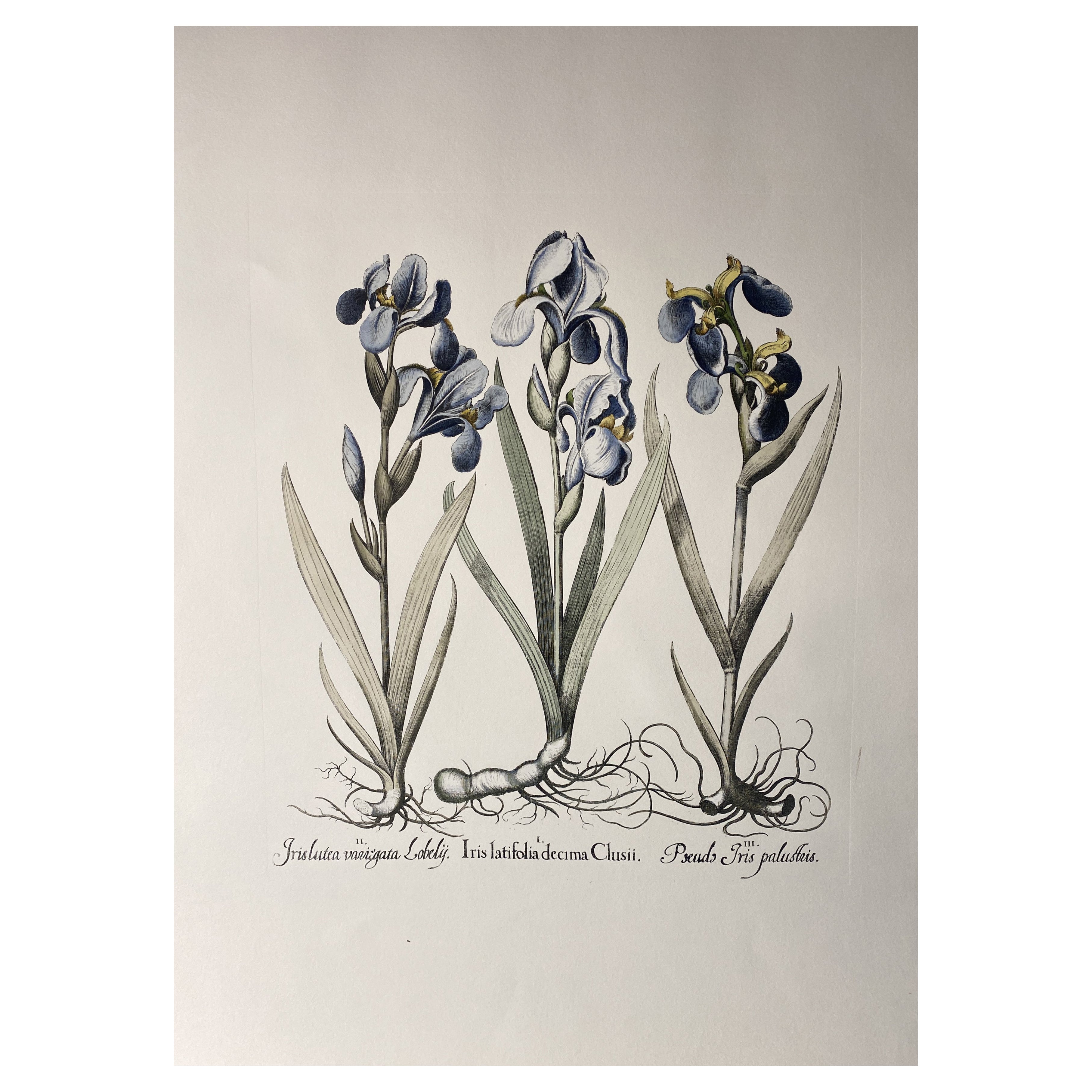 Italian Contemporary HandPainted Botanical Blue Print "Iris Latifolia" 10 of 10