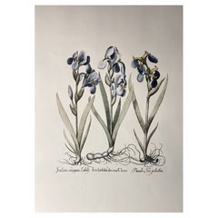 Italienische Contemporary HandPainted Botanical Blue Print "Iris Latifolia" 10 von 10