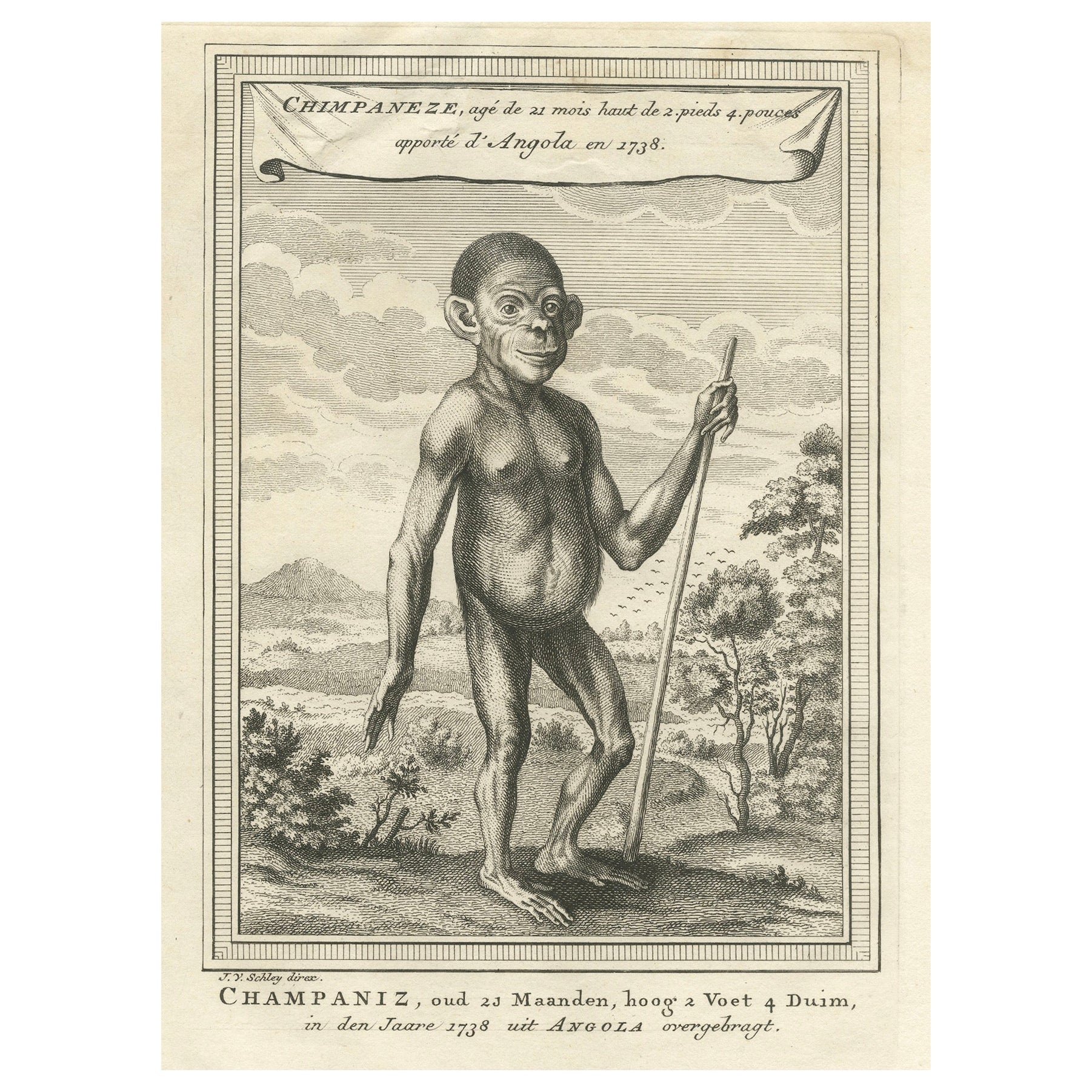 The Chimpanzee from Angola: Enlightenment Era Natural History Engraving, 1738