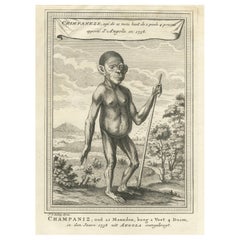 El Chimpancé de Angola: Grabado de historia natural de la época de la Ilustración, 1738