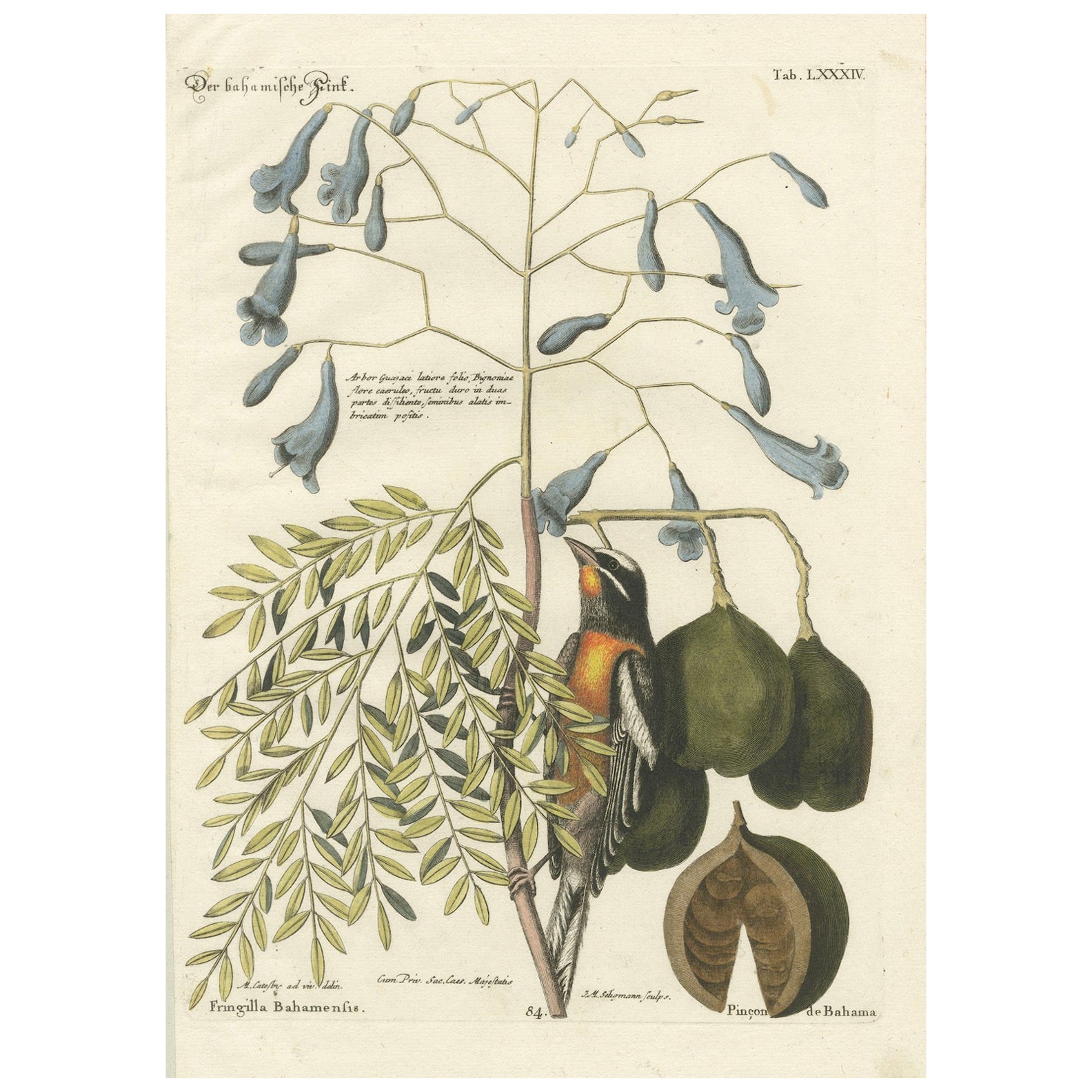 Bahama Finch Engraving by J.M. Seligmann, Hand-Colored Bird Print, 18th century