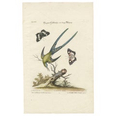 Incisione di J. Greene & Greene a coda lunga di J. M. Seligmann dopo Edwards, 1770 ca.