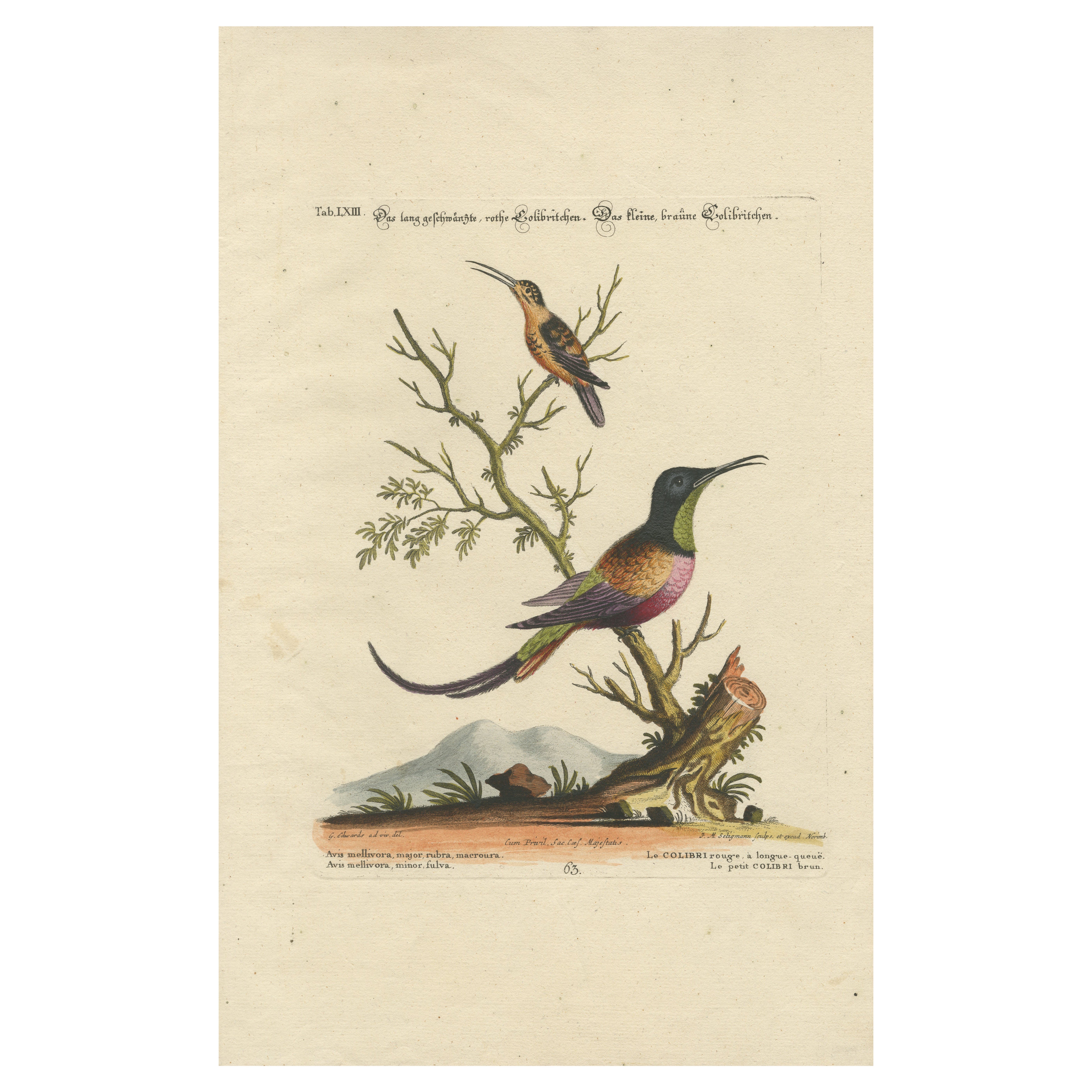 Grand colibri Redly et petit colibri Brown Gravure de J. I. Seligmann, 18e siècle