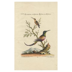 Colibríes grandes rojos y pequeños marrones Grabado de J.M. Seligmann, siglo XVIII