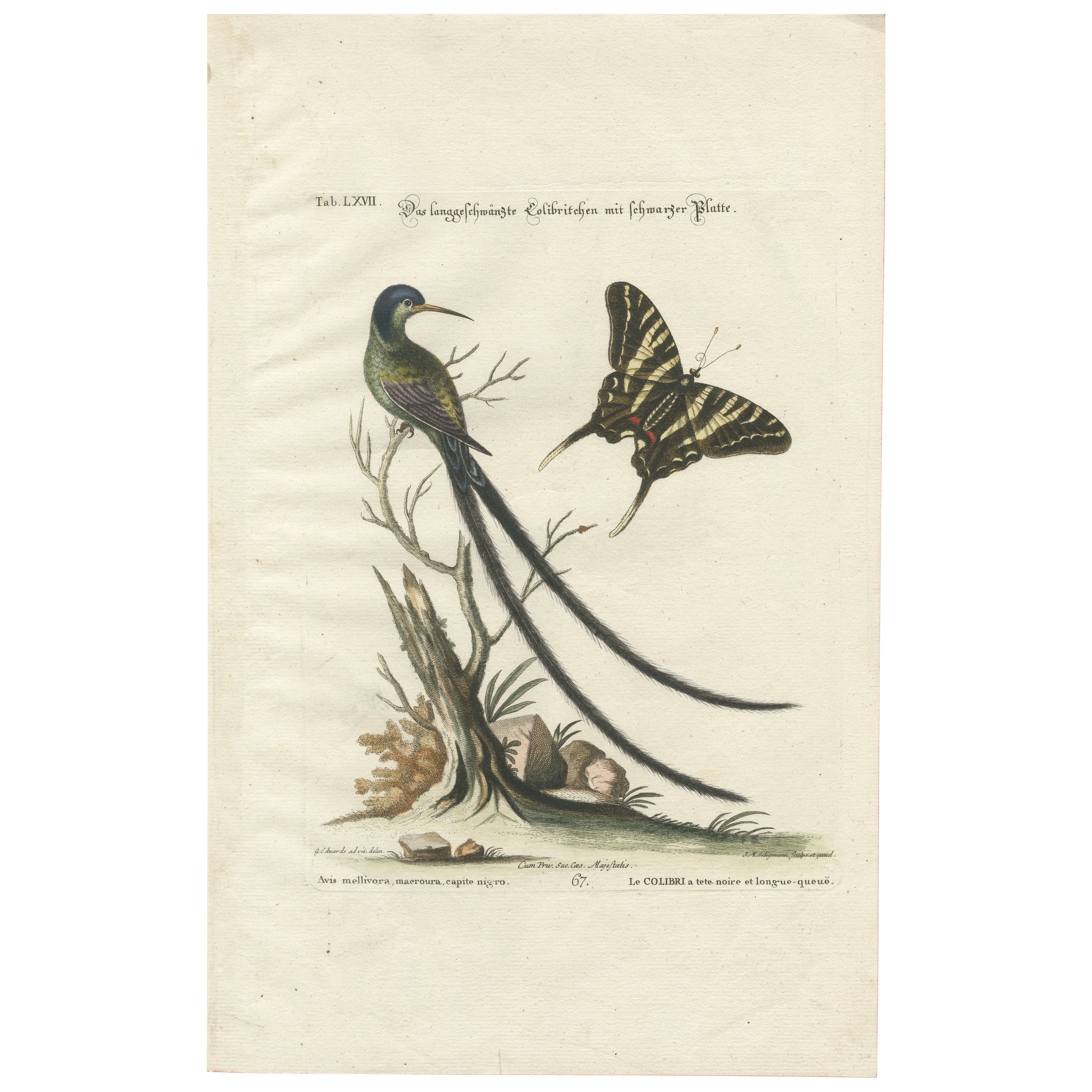 Long-Tailed Black-Headed Hummingbird and Butterfly Engraving by Seligmann, 1770