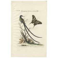 Colibrí de cola larga y cabeza negra y mariposa Grabado de Seligmann, 1770