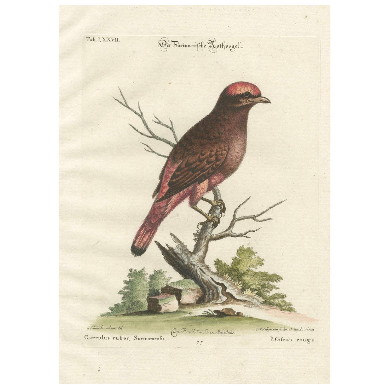 The Red Bird of Surinam by J.M. Seligmann, Hand-Colored Engraving, 18th Century