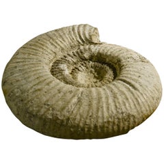 Large Ammonite Fossil