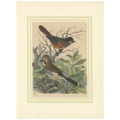Ghiandaia eurasiatica e codirosso comune, stampa ornitologica colorata a mano, 1852