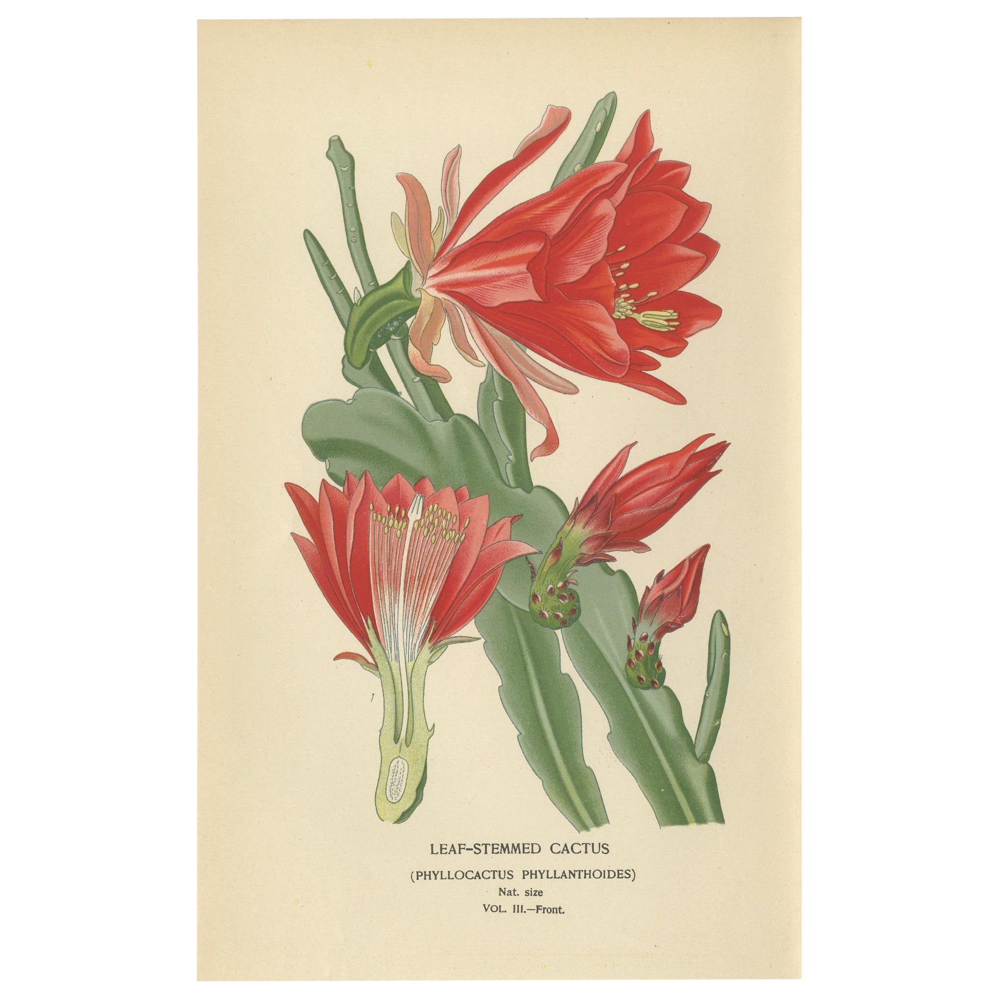 Impresionante grabado de 1897 de un cactus con tallo de hoja - Ilustración de Phyllocactus en venta