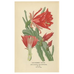 Stunning 1897 Leaf-Stemmed Cactus Print – Phyllocactus Illustration