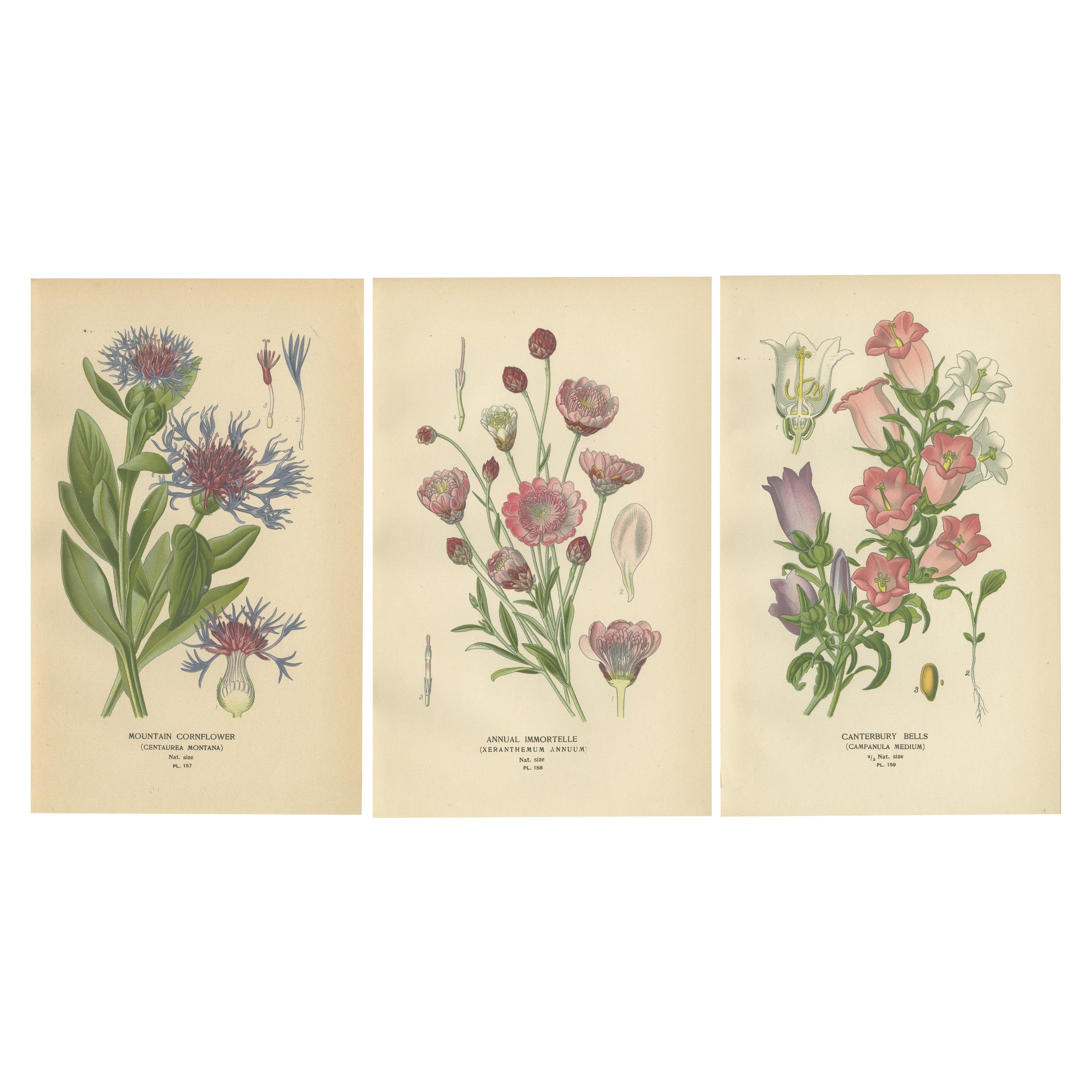 1897 Estampas Botánicas Antiguas - Aciano, Siempreviva, Campanillas de Canterbury en venta