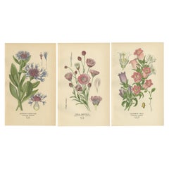 1897 Estampas Botánicas Antiguas - Aciano, Siempreviva, Campanillas de Canterbury