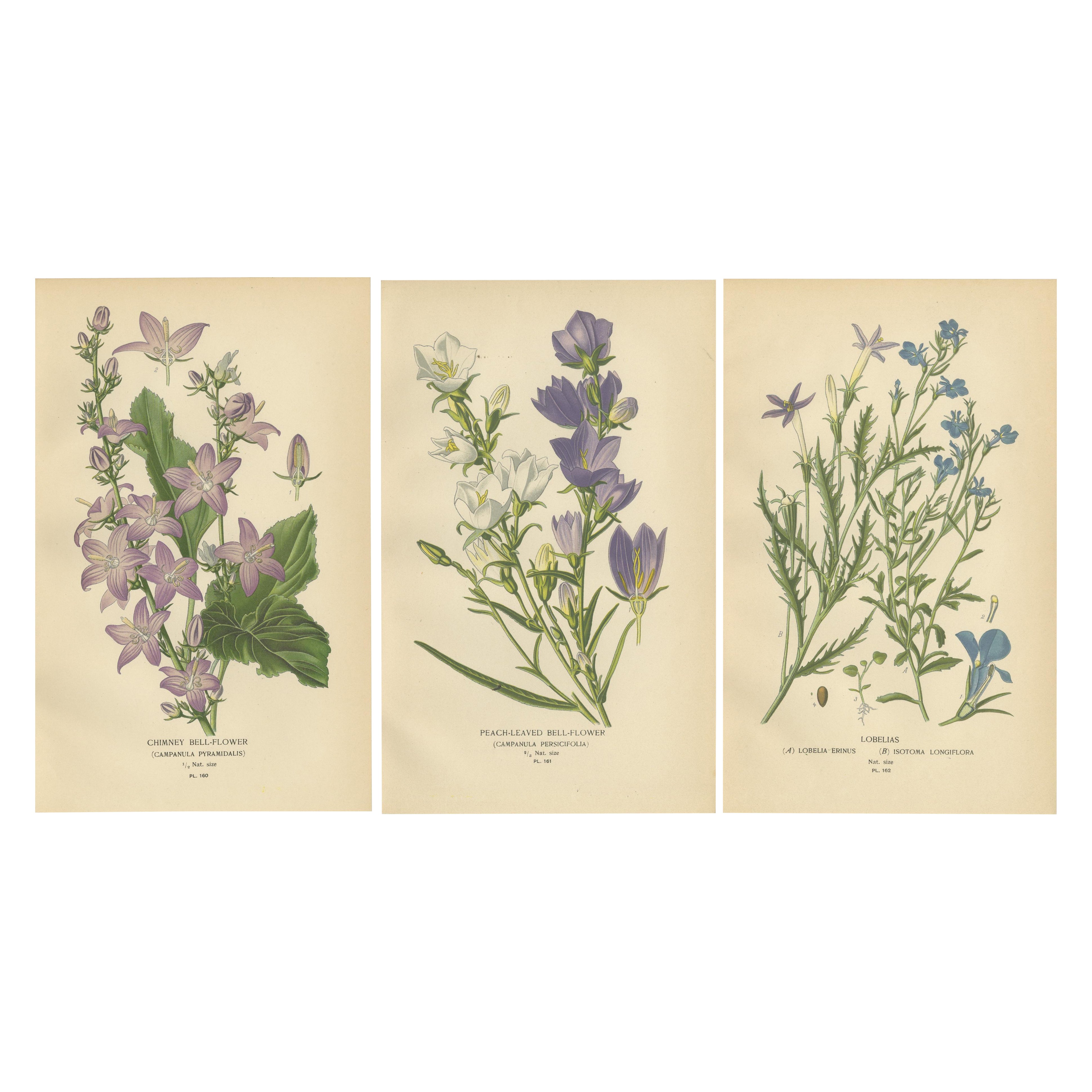1897 Estampas Botánicas Antiguas - Trío de Campanillas y Lobelias Moradas y Azules