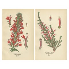 1897 Antique Botanical Prints – A Red Cardinal Flower and Wilmore's Heath