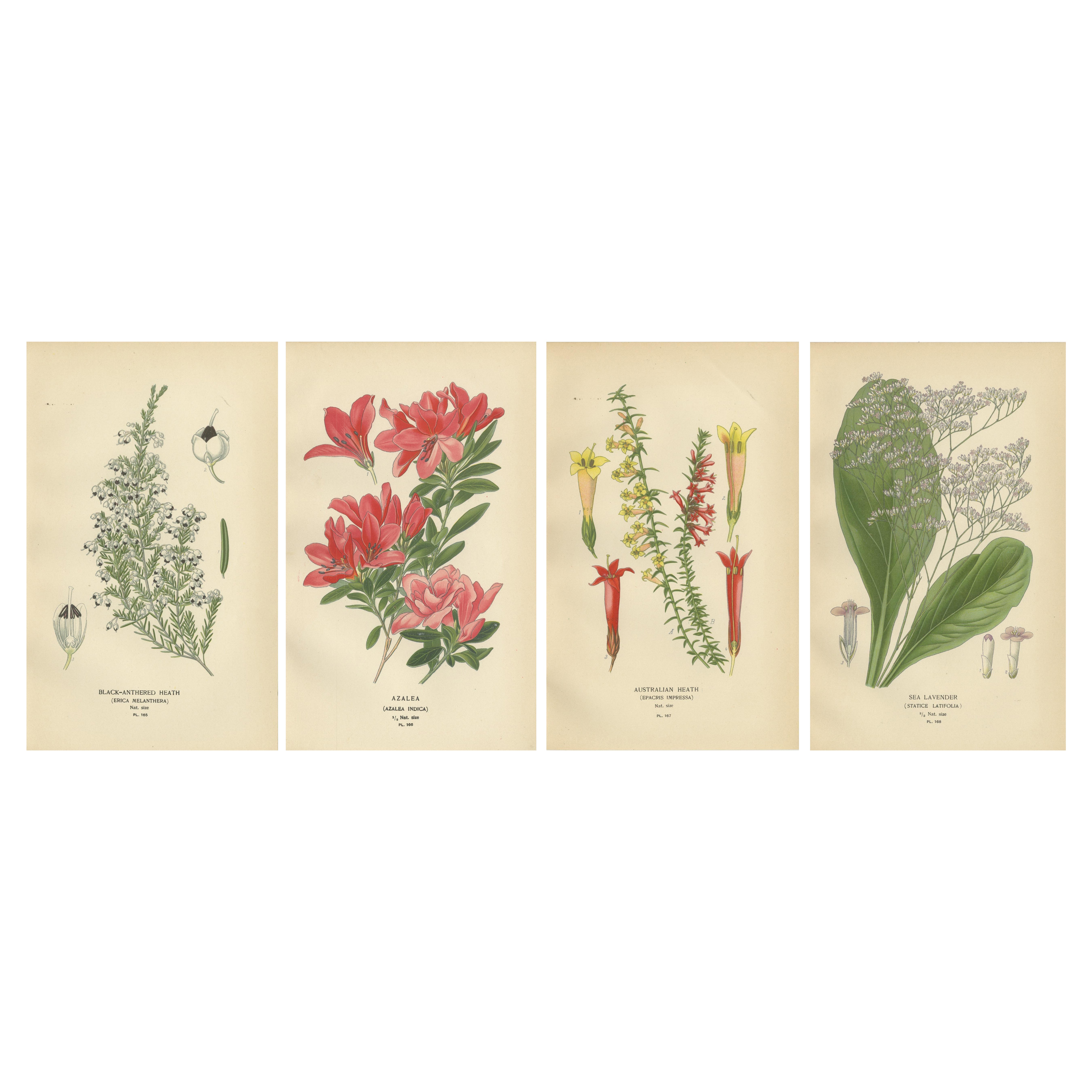 1897 Estampas Botánicas Antiguas - Azalea, Variedades de Brezo y Lavanda Marina