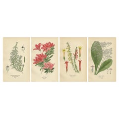 1897 Antique Botanical Prints – Azalea, Heath Varieties and Sea Lavender