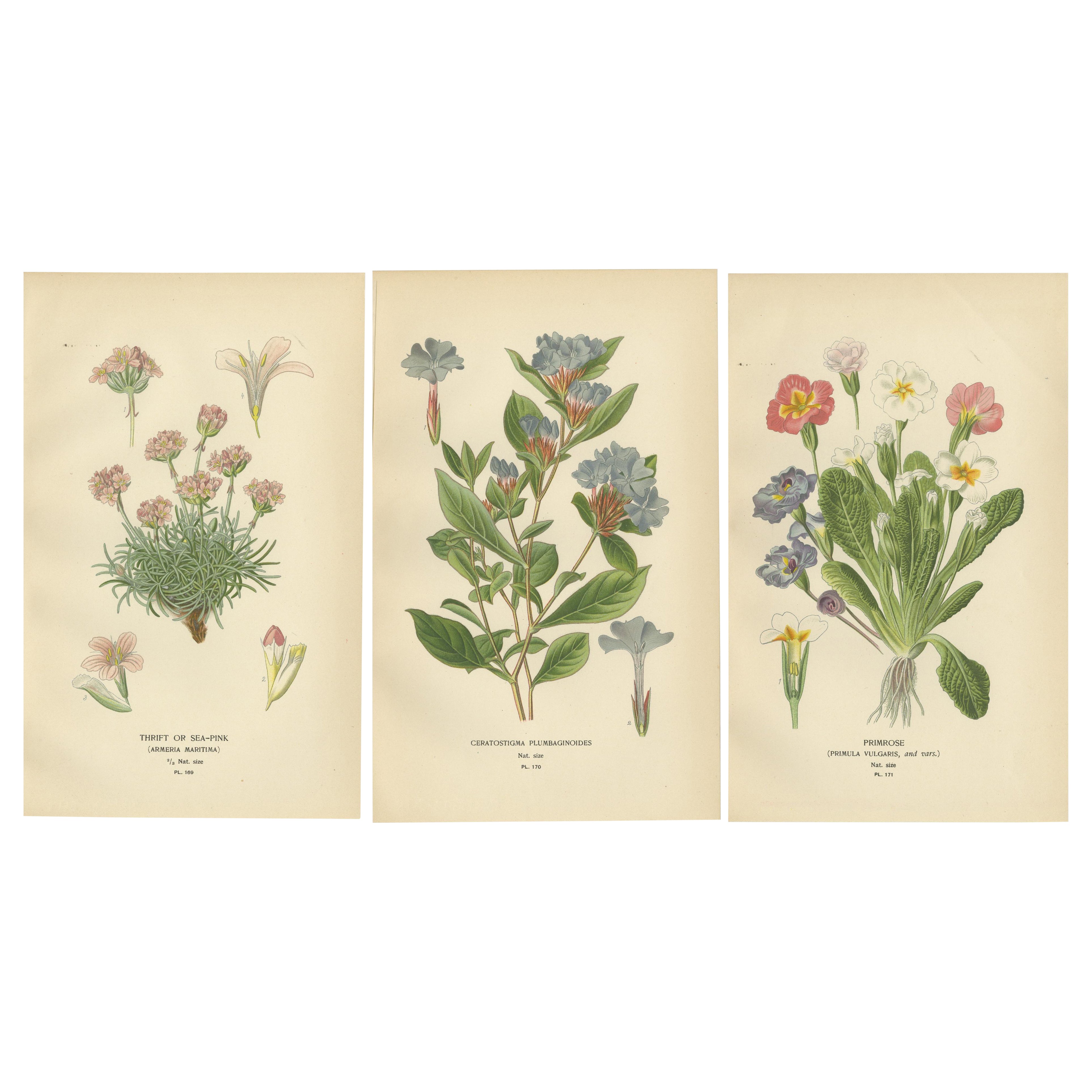 1897 Original-Antik-Botanikdrucke - Seerose, Ceratostigma und Primel