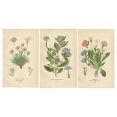 1897 Grabados Botánicos Antiguos Originales - Rosa Marino, Ceratostigma y Prímula