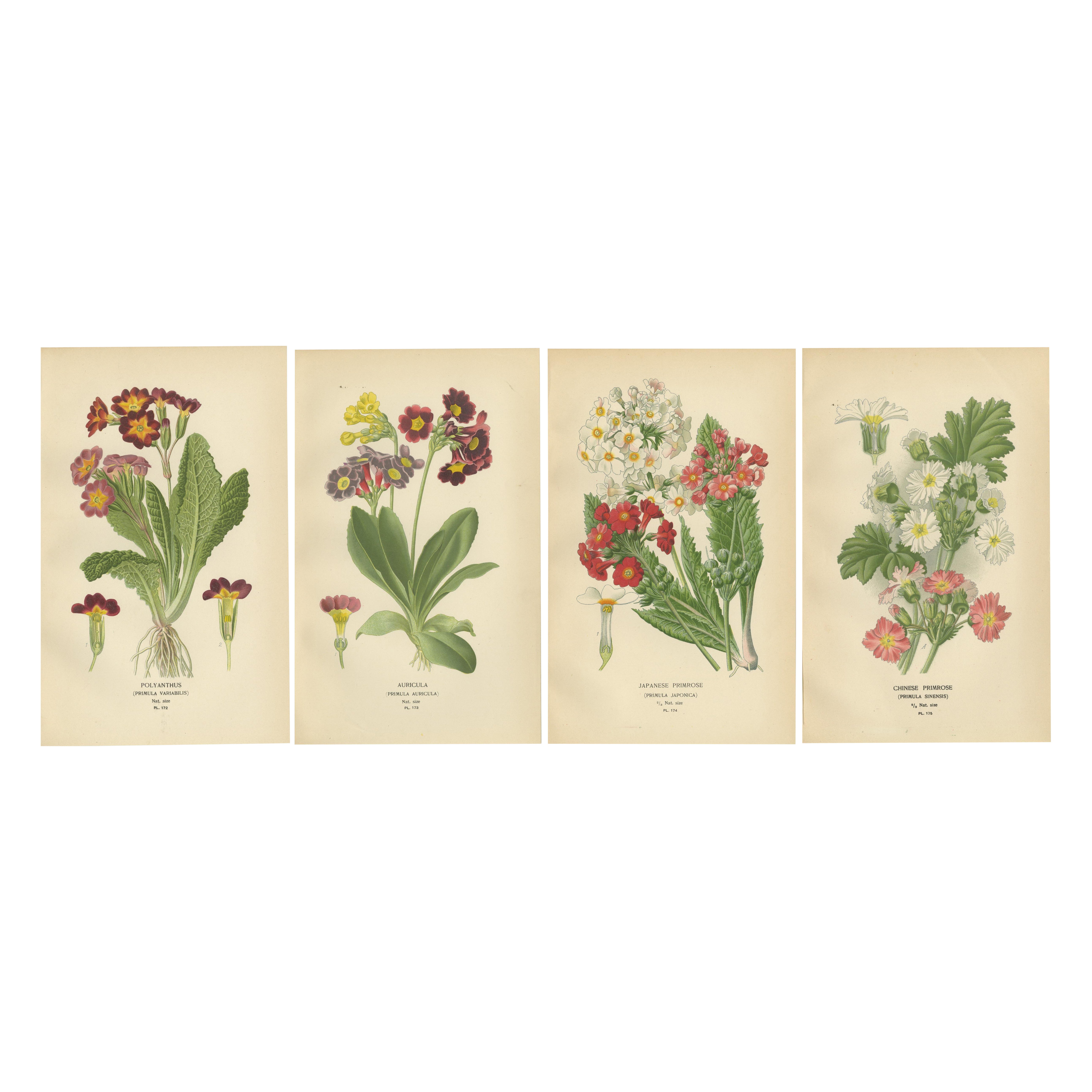 1897 Antique Botanical Prints – Polyanthus, Auricula and Primroses