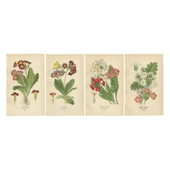 1897 Antique Botanical Prints – Polyanthus, Auricula and Primroses