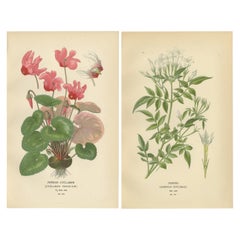 1897 Original Antique Botanical Prints – Persian Cyclamen and Jasmine