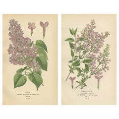 Stampe botaniche antiche decorative del 1897 - Lillà e Lillà persiano