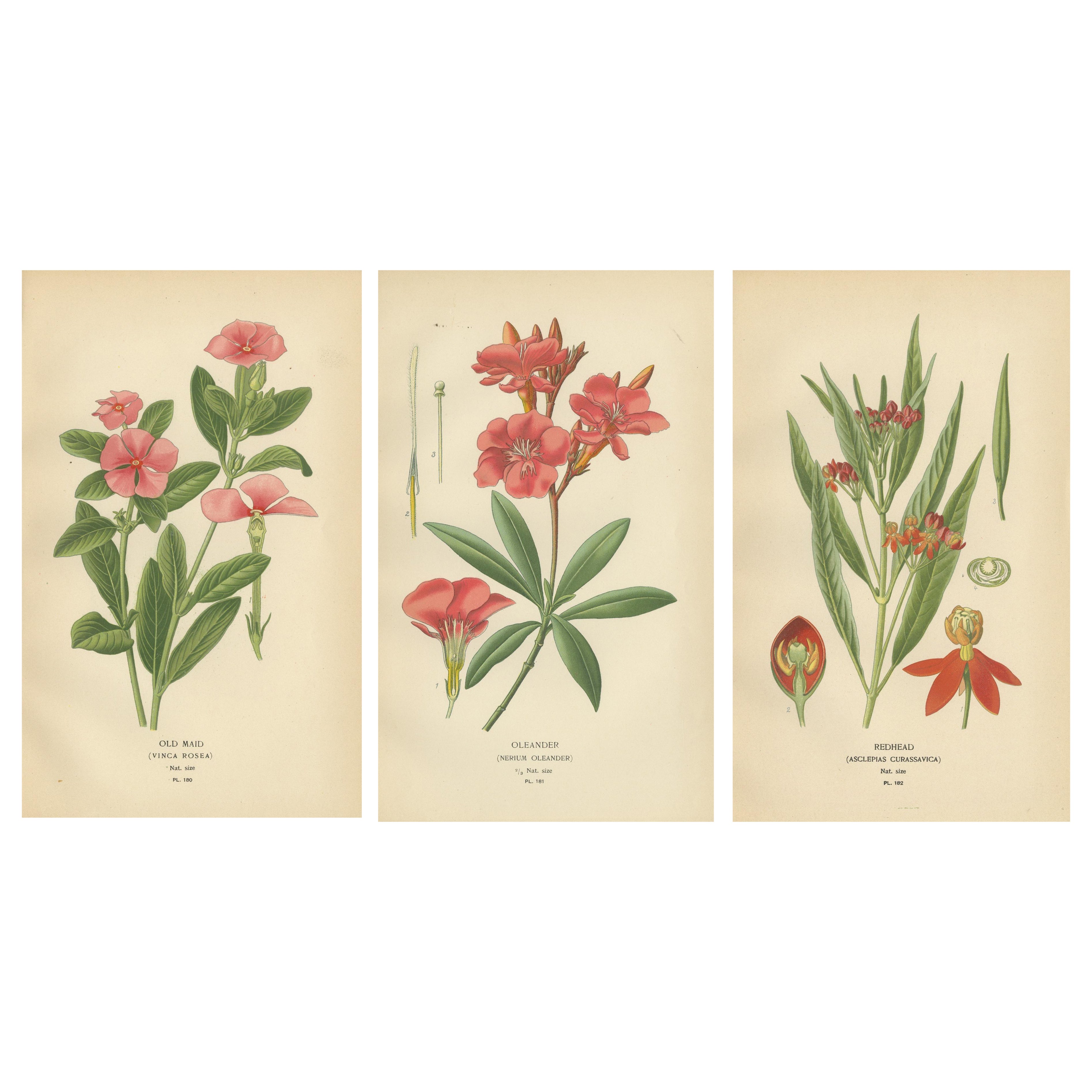 1897 Botanical Prints – Vinca, Oleander, and Redhead Milkweed