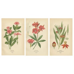 1897 Botanical Prints – Vinca, Oleander, and Redhead Milkweed