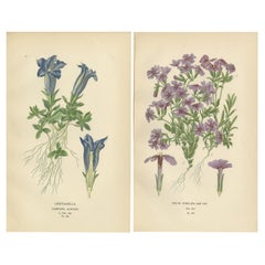 1897 Colourful Decorative Botanical Prints – Gentianella and Phlox Subulata
