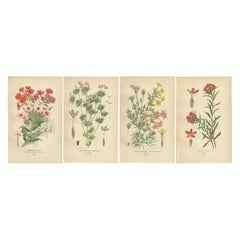 1897 Impresiones Botánicas Originales - Phlox Perenne, Variedades de Gilia y Collomia