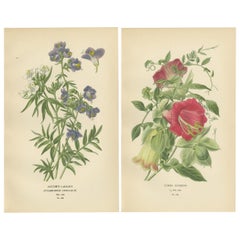 1897 Estampas Botánicas - Escalera de Jacob y Vid de copa y platillo