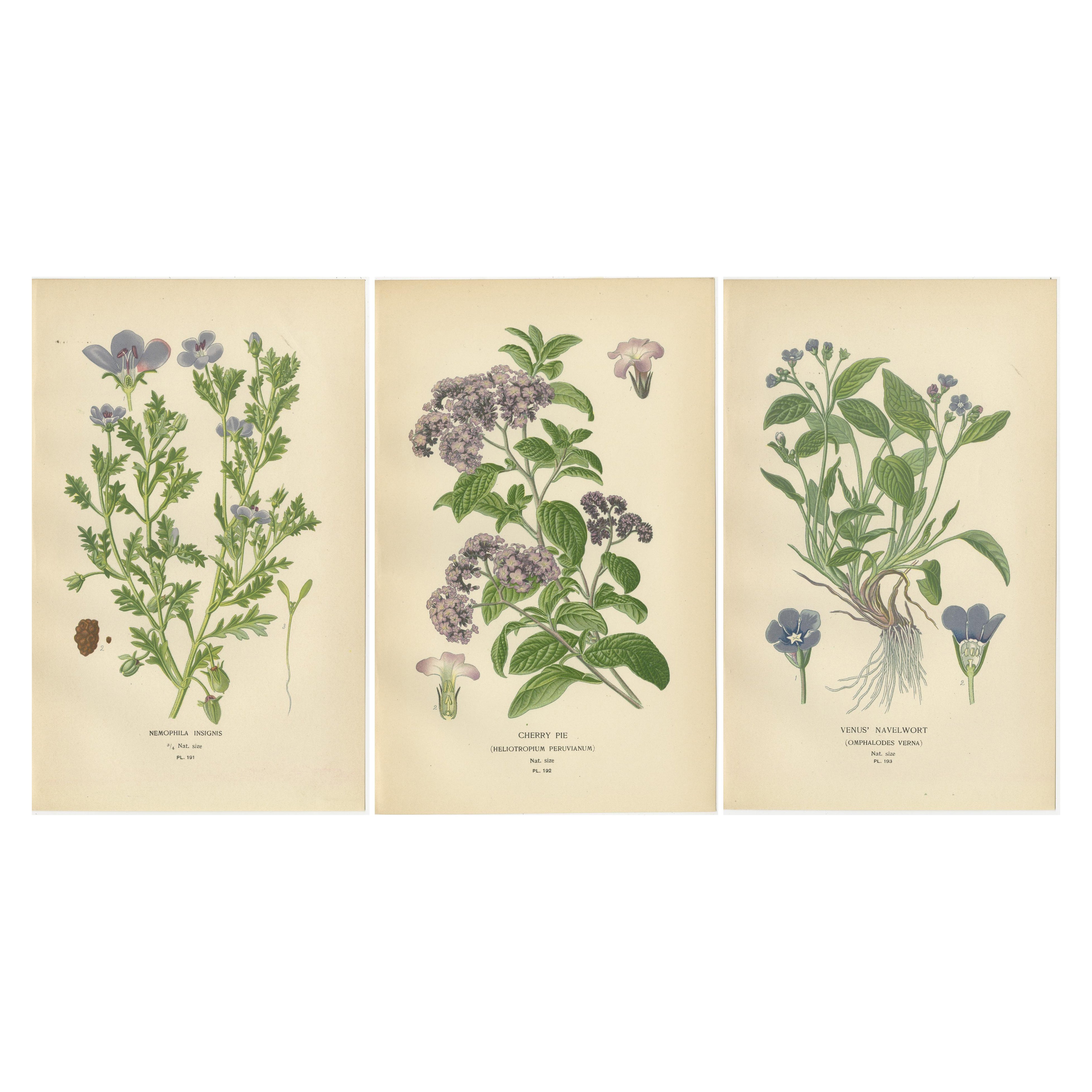 1897 Vibrant Botanical Prints – Baby Blue Eyes, Cherry Pie and Blue Eyed Mary For Sale