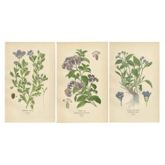 1897 Vibrant Botanical Prints – Baby Blue Eyes, Cherry Pie and Blue Eyed Mary