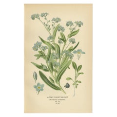 Estampa Botánica de 1897 - Nomeolvides de los Alpes (Myosotis Alpestris)