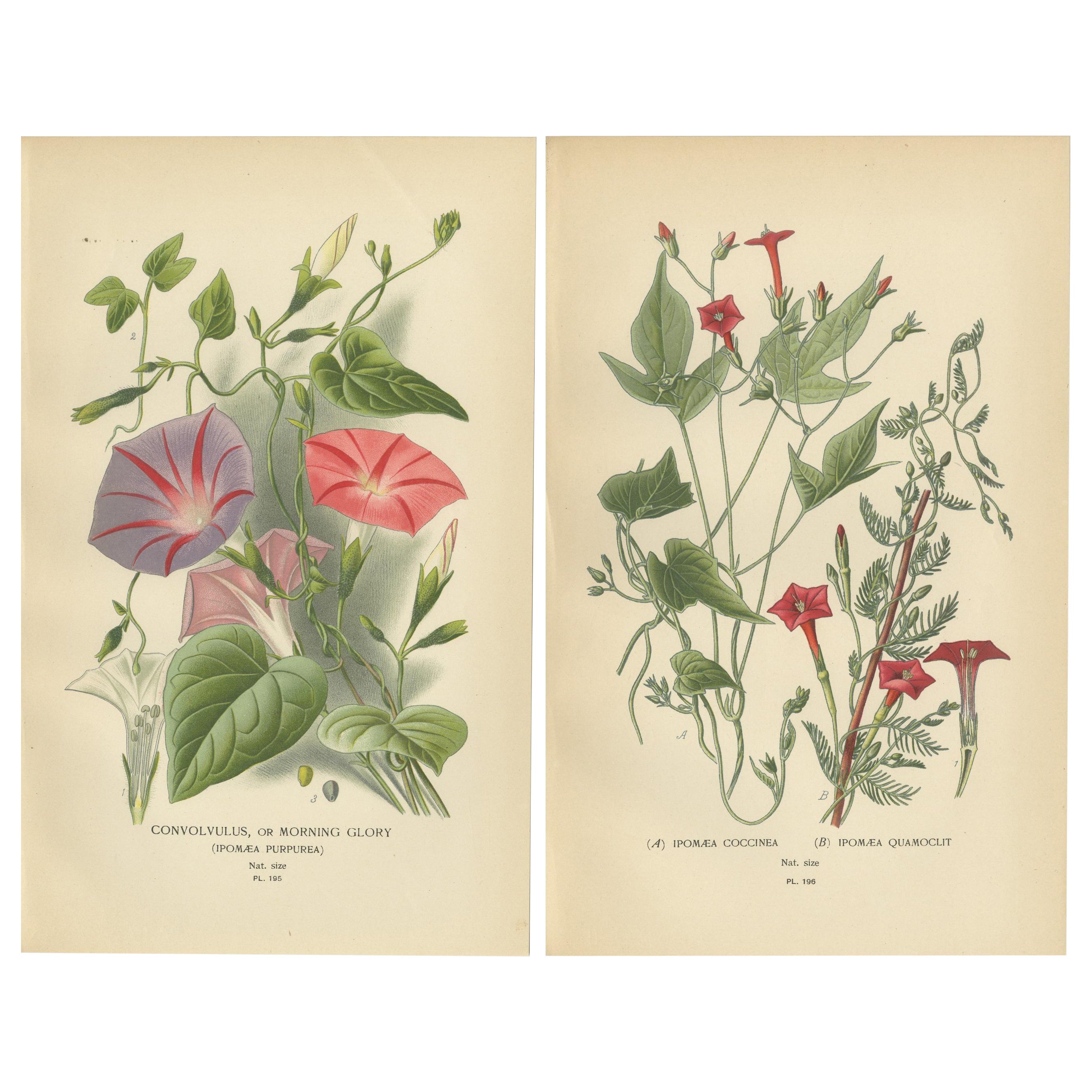 1897 Estampas Botánicas - Variedades de Morning Glory e Ipomoea Roja en venta