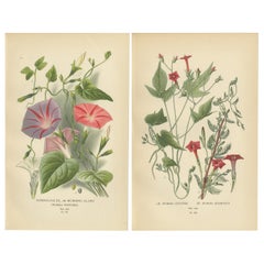 Antique 1897 Botanical Prints – Morning Glory and Red Ipomoea Varieties