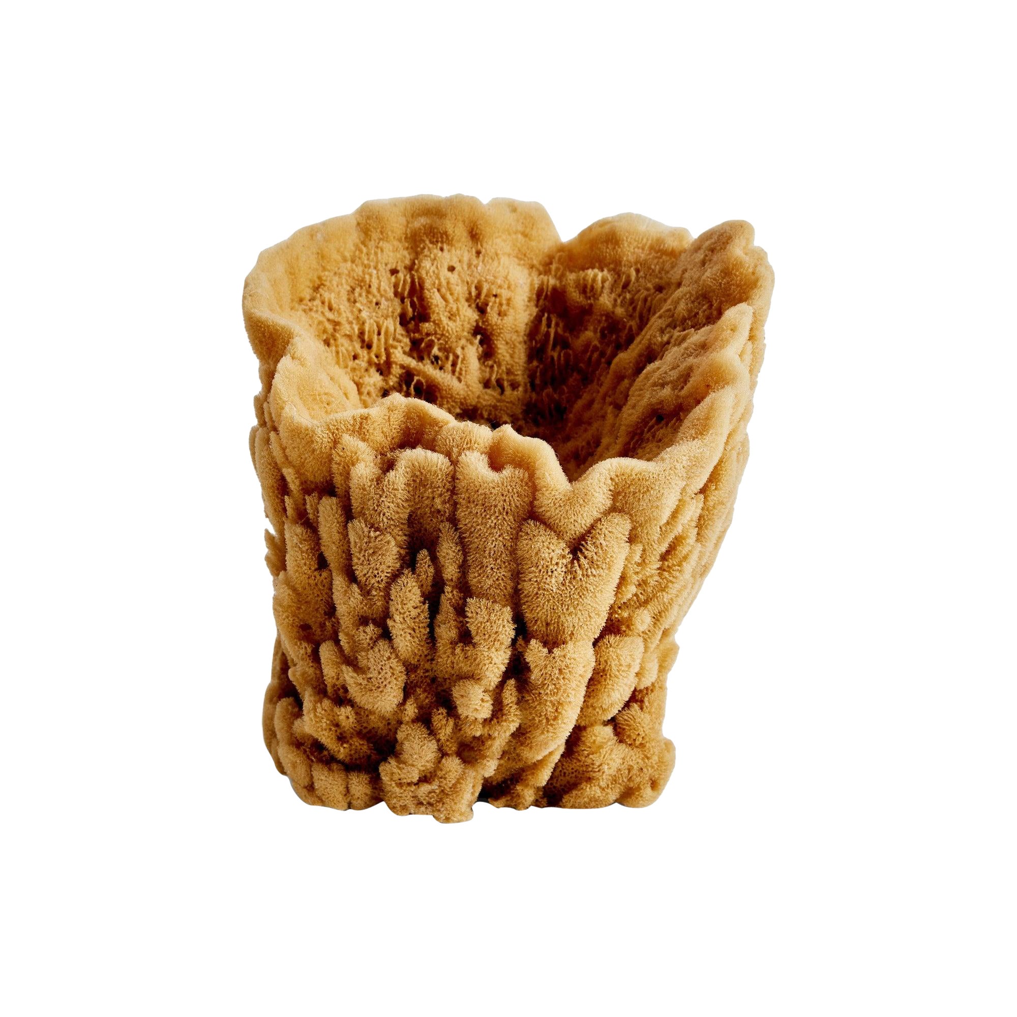 Sea Sponge For Sale