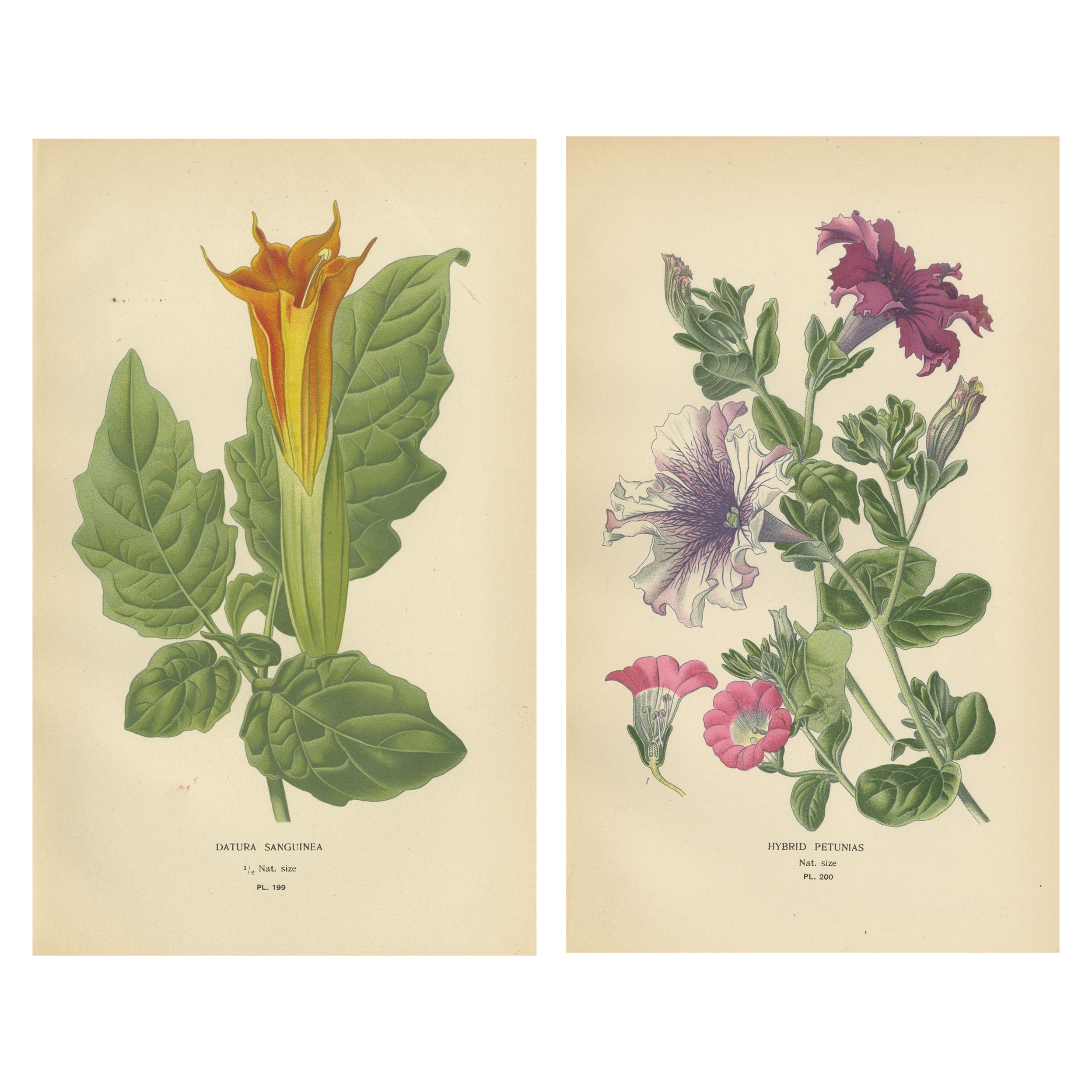 1897 Decorative Old Botanical Prints – Datura Sanguinea and Hybrid Petunias