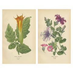 Antique 1897 Decorative Old Botanical Prints – Datura Sanguinea and Hybrid Petunias