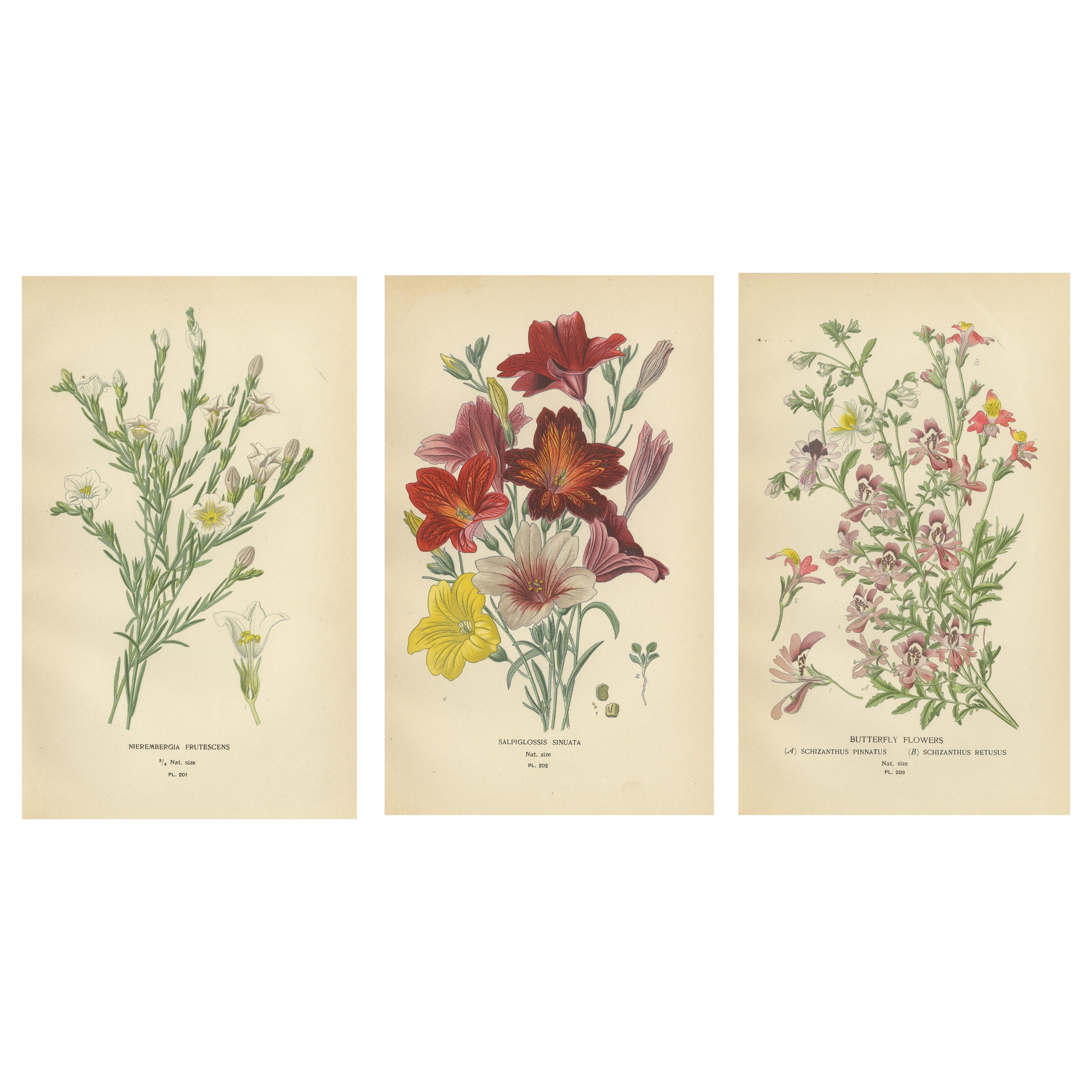 1897 Botanical Prints – Nierembergia, Salpiglossis, and Butterfly Flowers For Sale