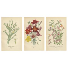 1897 Estampas Botánicas - Nierembergia, Salpiglossis y Flores de Mariposa