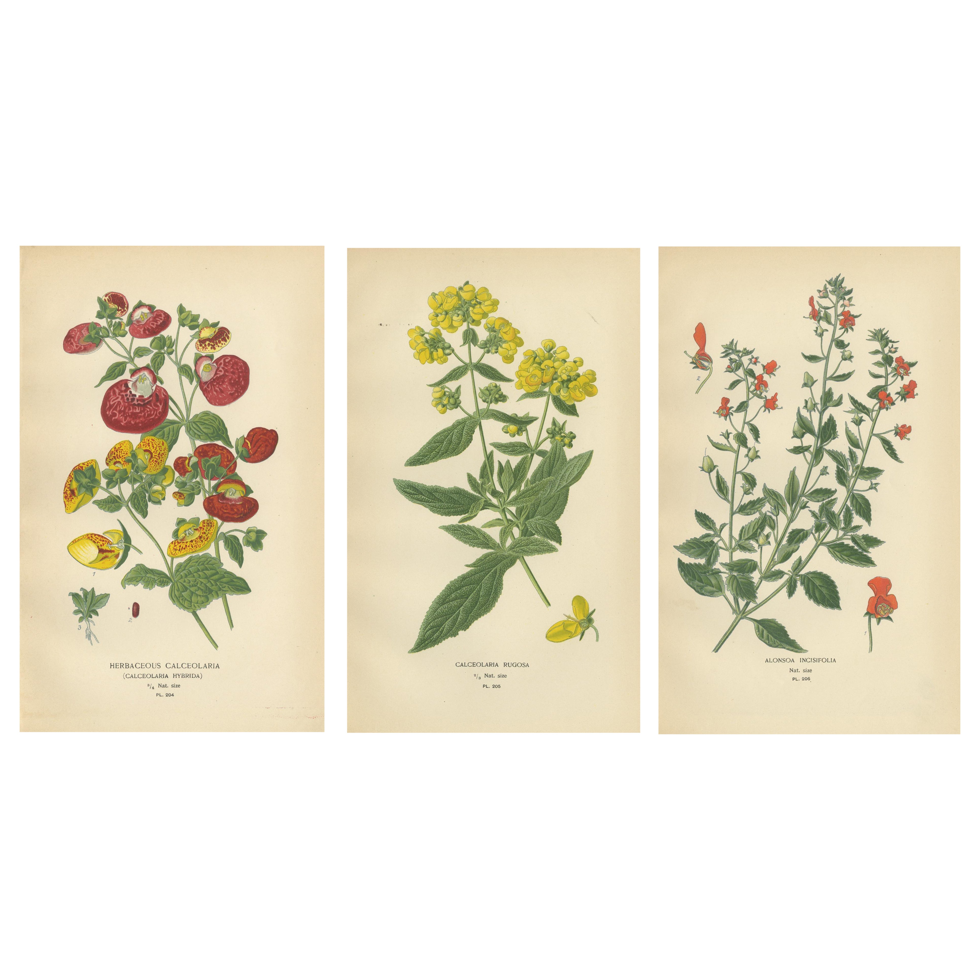 1897 Decorative Botanical Prints – Calceolaria Hybrida, Rugosa, and Alonsoa