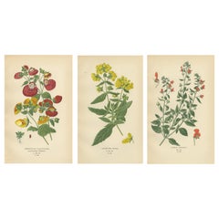 1897 Estampas Botánicas Decorativas - Calceolaria Hybrida, Rugosa y Alonsoa