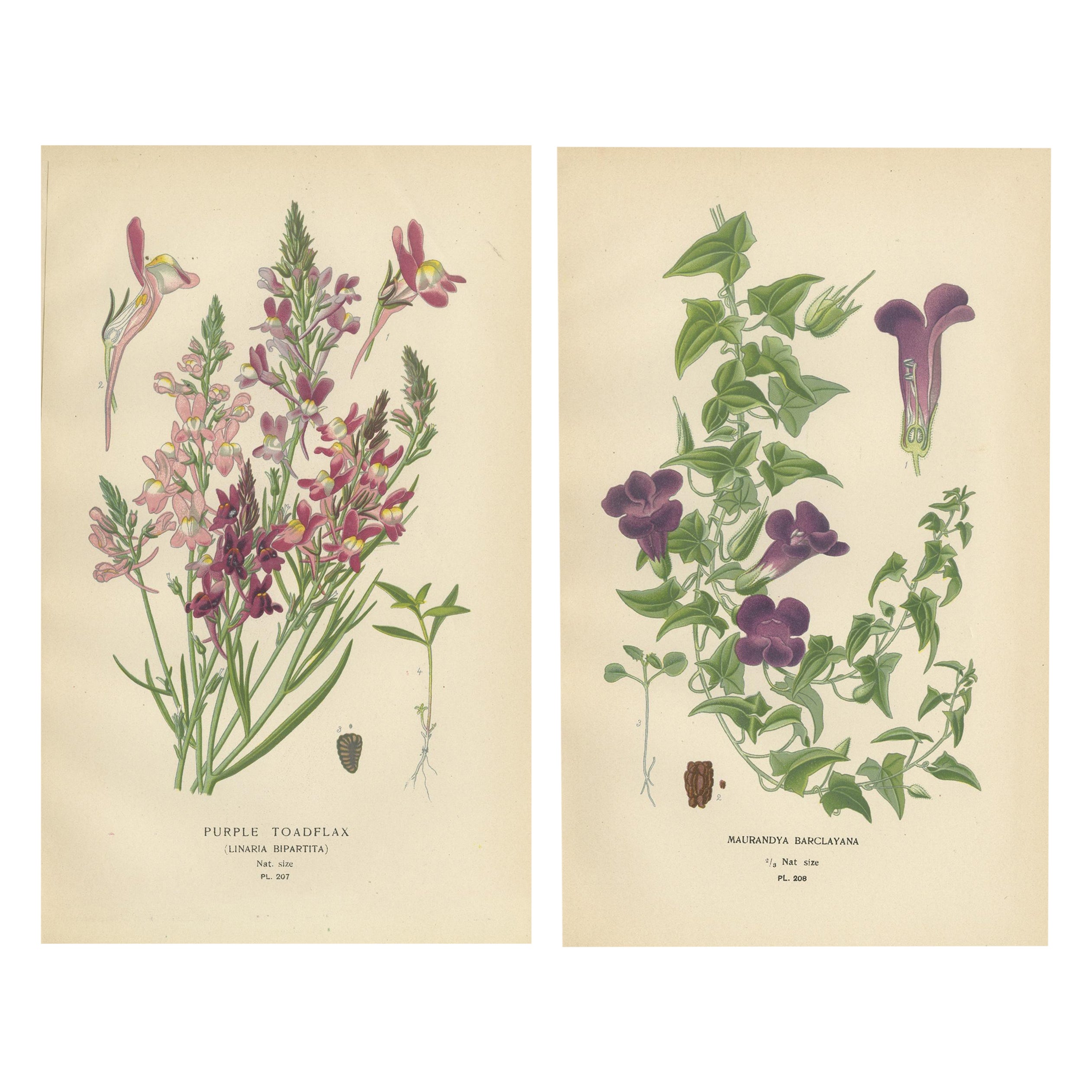 1897 Botanical Prints – Purple Toadflax and Maurandya Barclayana