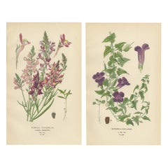1897 Botanical Prints – Purple Toadflax and Maurandya Barclayana