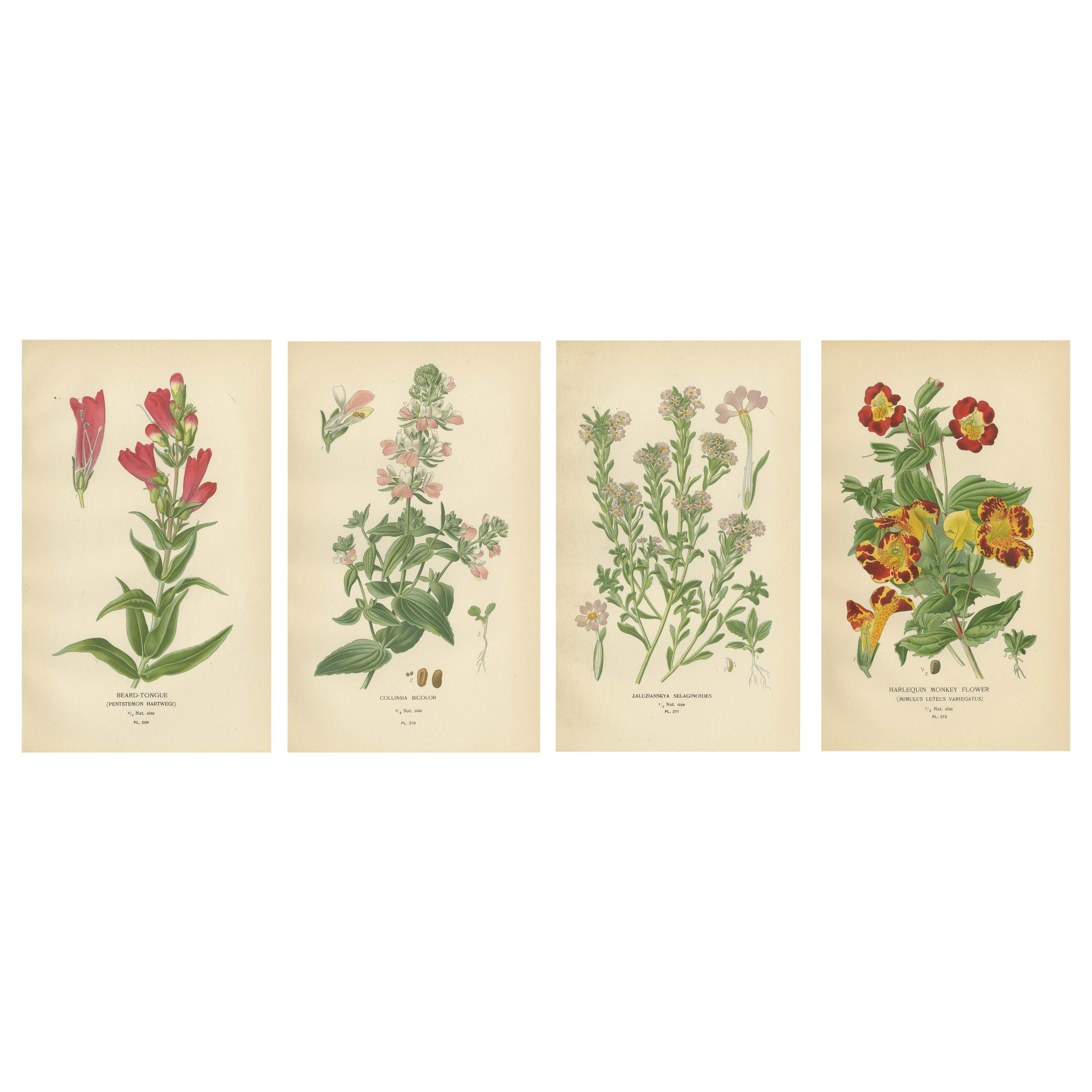 1897 Botanical Prints – Beard-Tongue, Collinsia, Zaluzianskya, and Monkey Flower