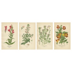 1897 Botanical Prints – Beard-Tongue, Collinsia, Zaluzianskya, and Monkey Flower
